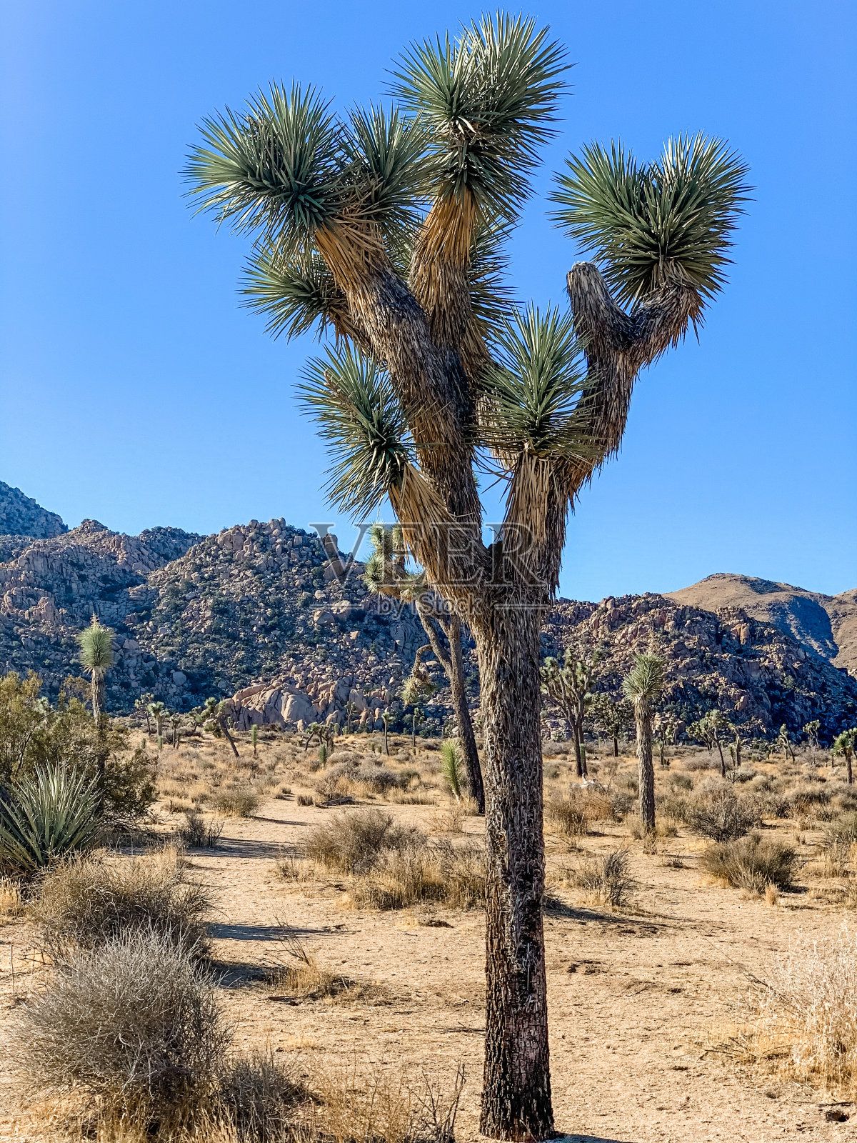 约书亚树国家公园照片摄影图片
