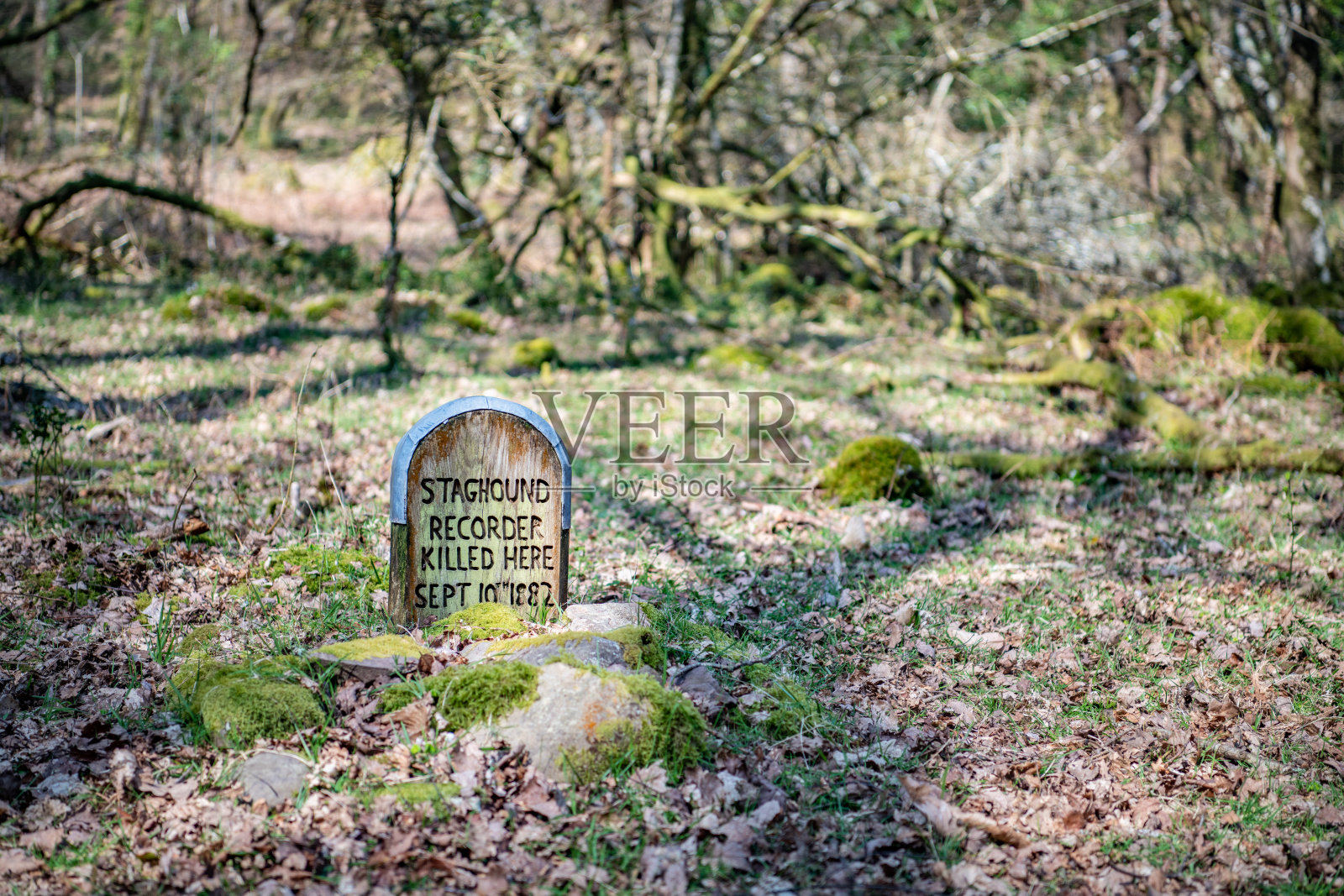 林地狗的坟墓照片摄影图片