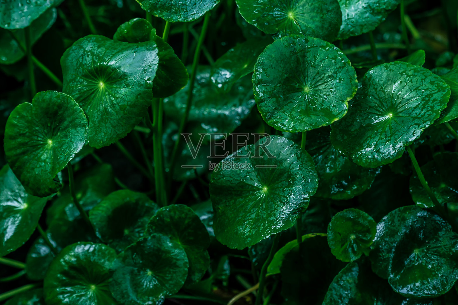 积雪草(印度一毛蕨或亚洲一毛蕨)叶照片摄影图片