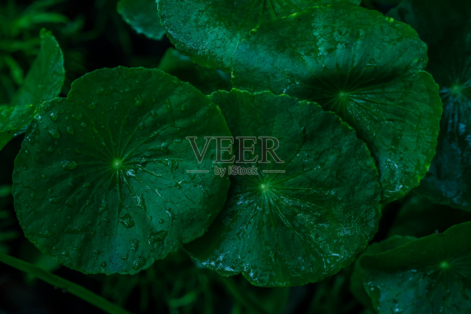 积雪草(印度一毛蕨或亚洲一毛蕨)叶照片摄影图片