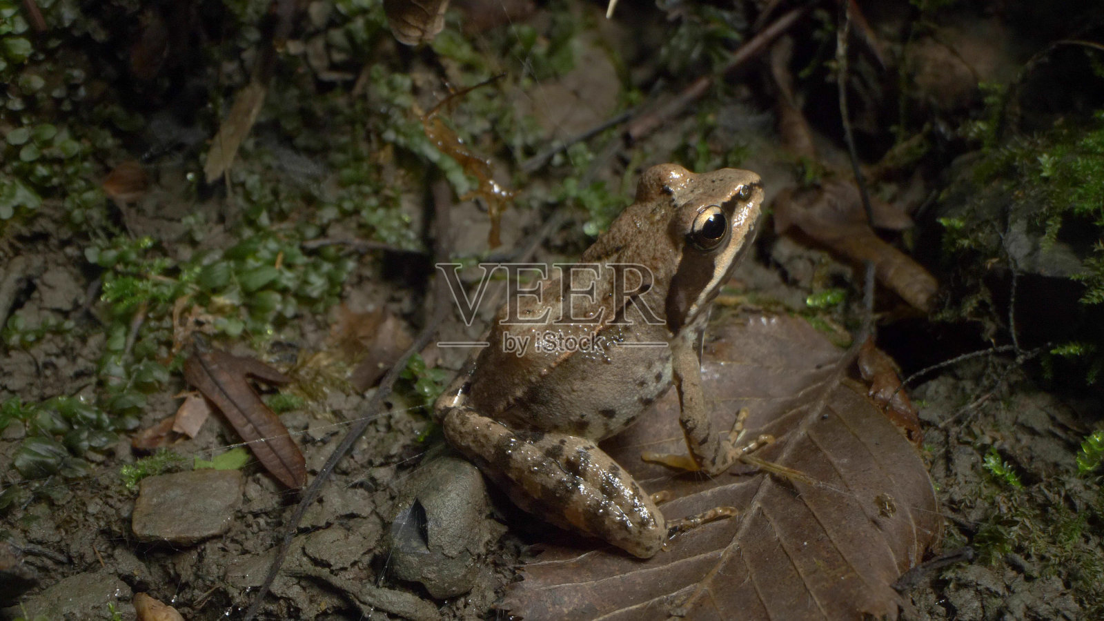超级特写,细节。树蛙在森林的落叶间照片摄影图片