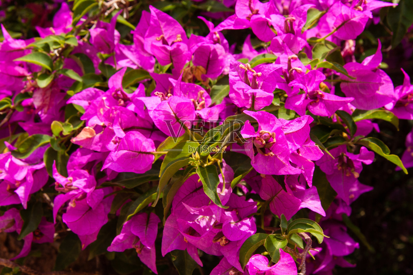 马略卡岛阿尔托堡垒墙上的九重葛照片摄影图片