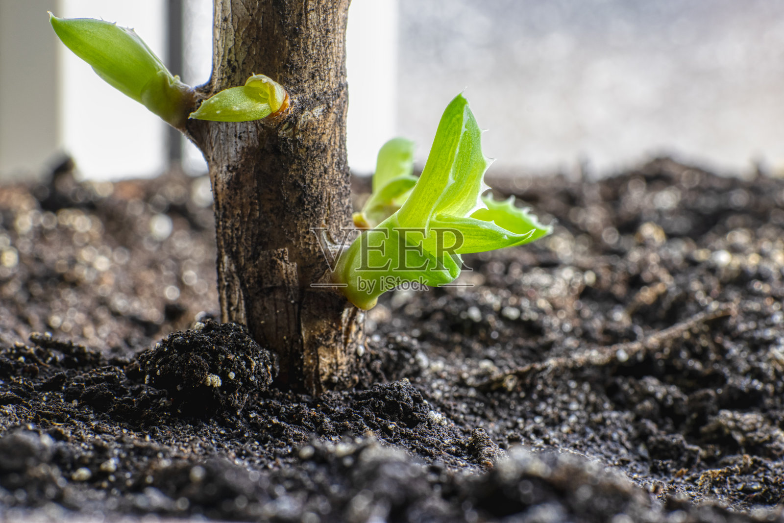 芦荟的叶子照片摄影图片