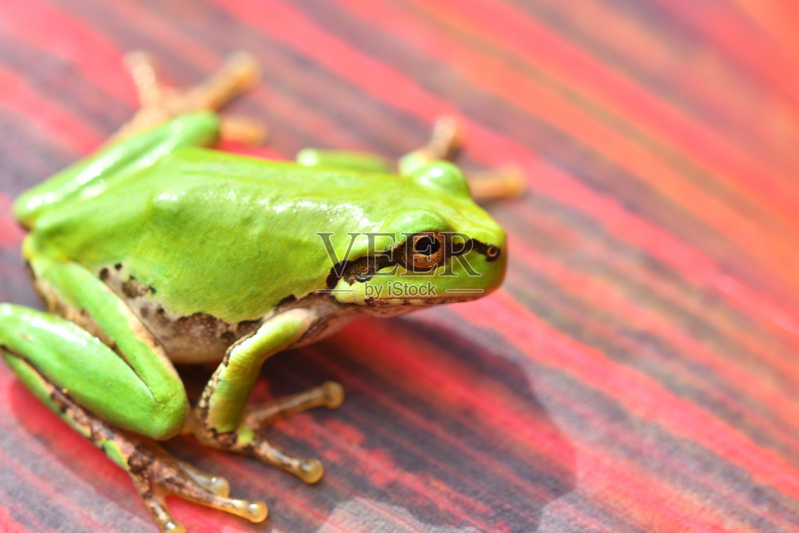 树蛙在五颜六色的叶子上照片摄影图片