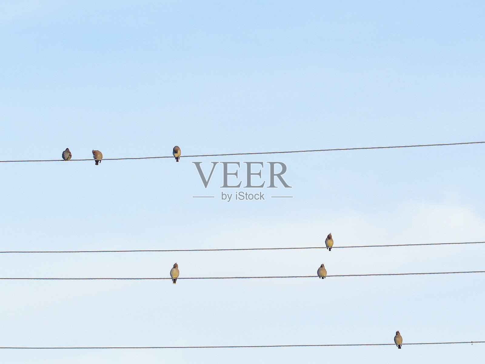 冬天，鸟儿在外面的电线上鸣叫照片摄影图片