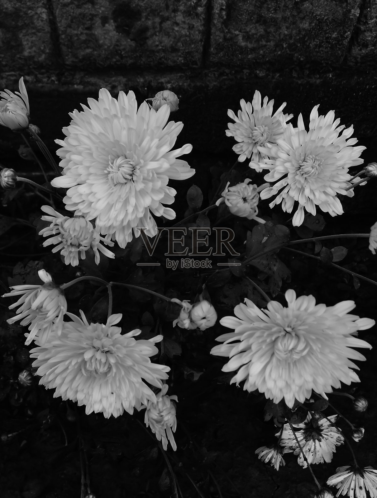 美丽的黑色和白色收集黄菊花花在花园里，选择性的焦点，在黑色的背景照片摄影图片