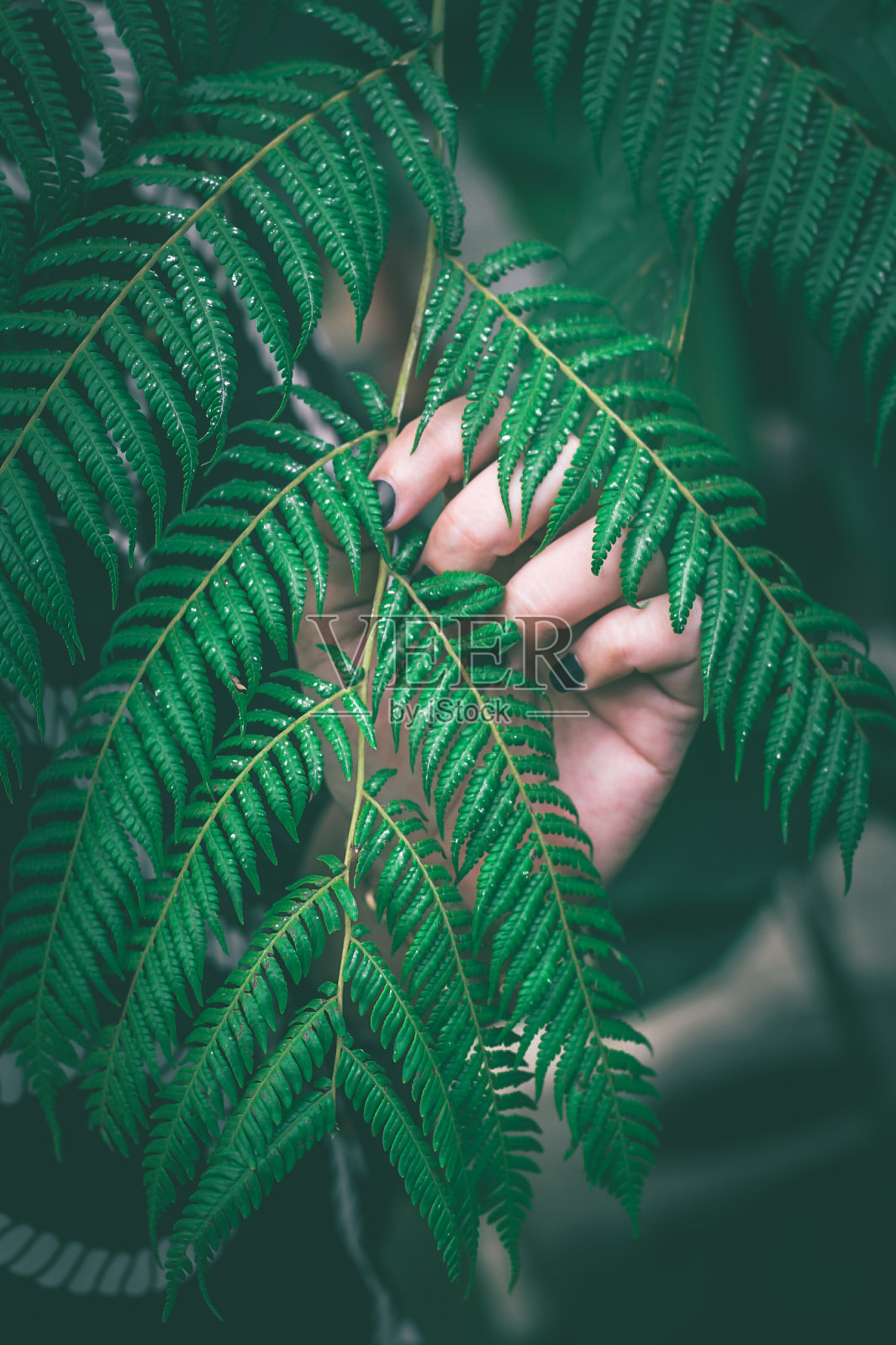 手和树叶照片摄影图片