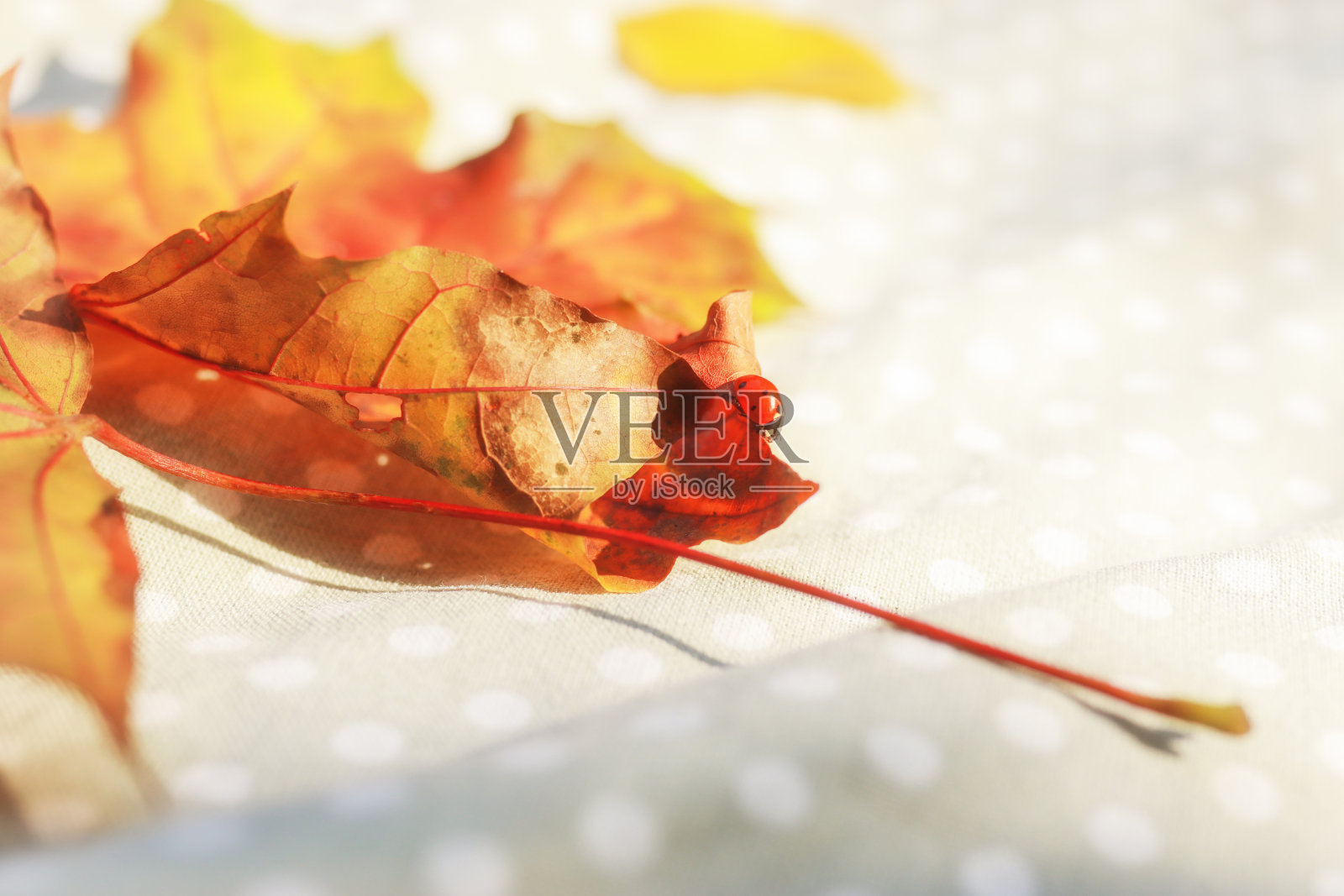 近距离瓢虫在枫叶上。瓢虫爬在一片干燥的枫叶上，背景是白色的。软焦点照片摄影图片