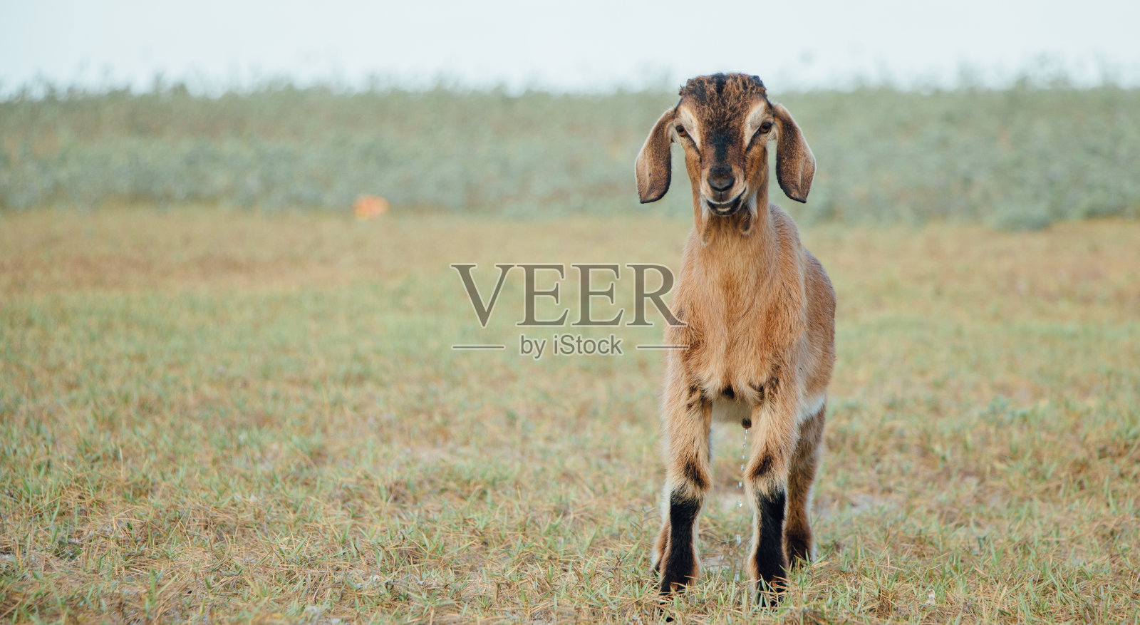 田野里的棕色山羊，自由自在。陡峭的山羊。山羊在吃草，山羊在牧场，小山羊的画像照片摄影图片