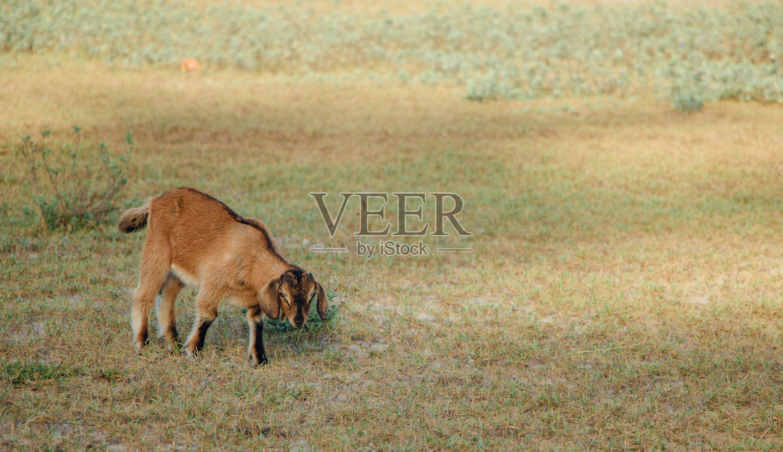 田野里的棕色山羊，自由自在。陡峭的山羊。山羊在吃草，山羊在牧场，小山羊的画像照片摄影图片