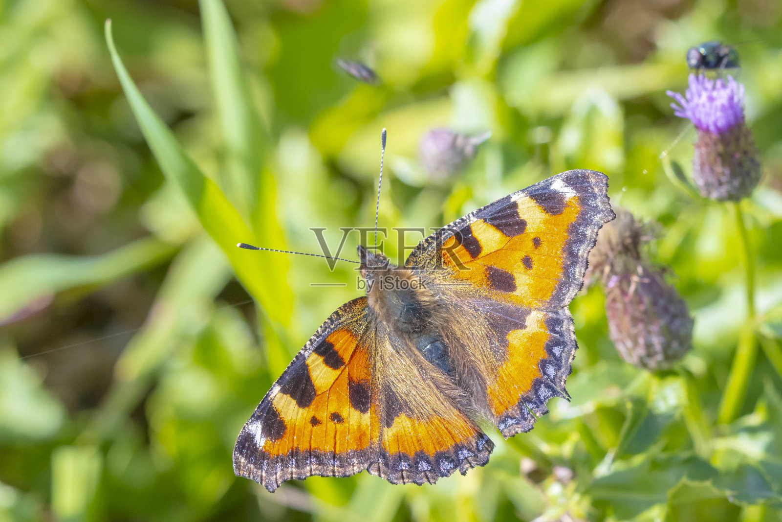 荨麻，小龟甲蝴蝶俯视图，张开翅膀照片摄影图片