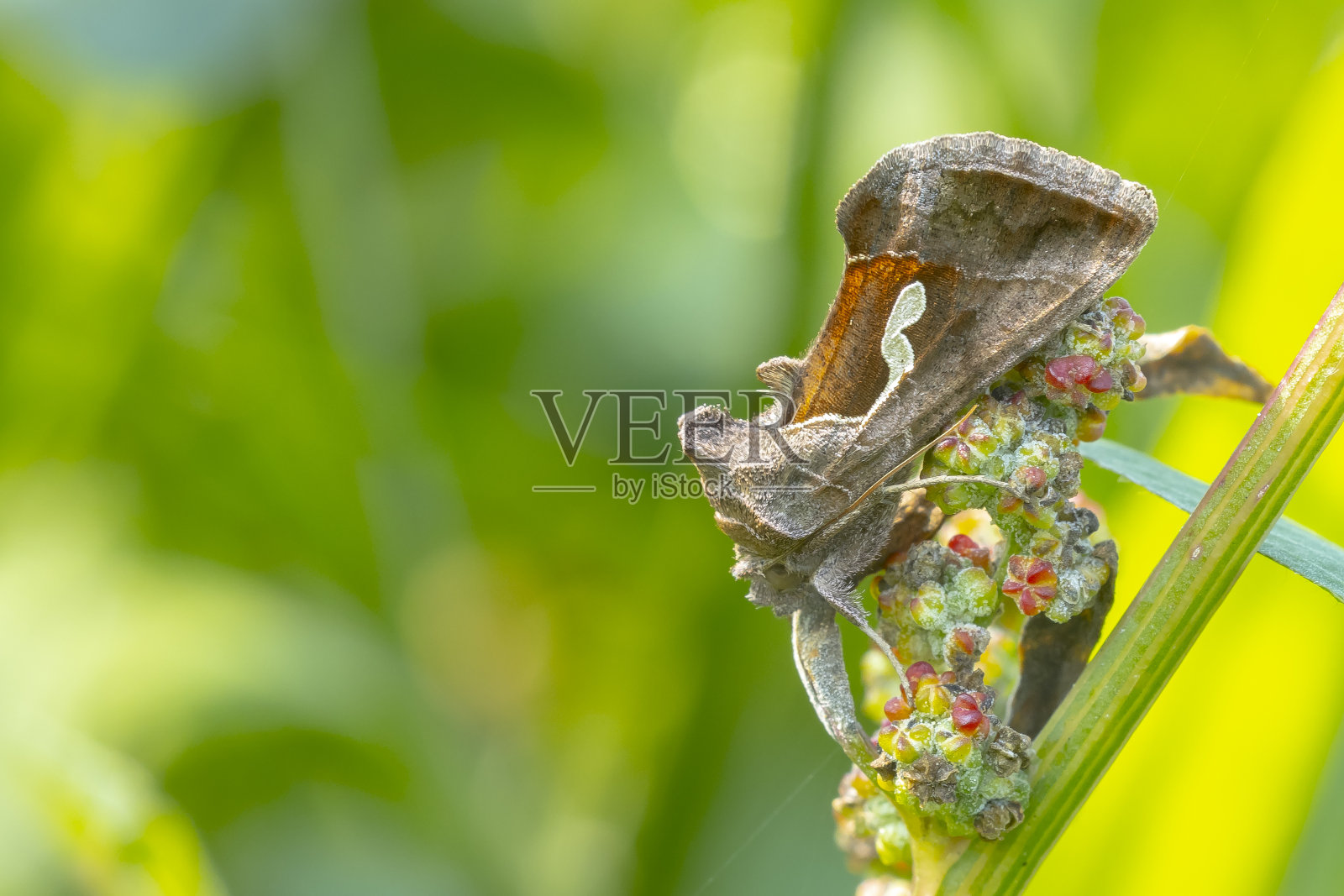日活跃的银Y飞蛾在粉红色和紫色蓟花上传粉照片摄影图片