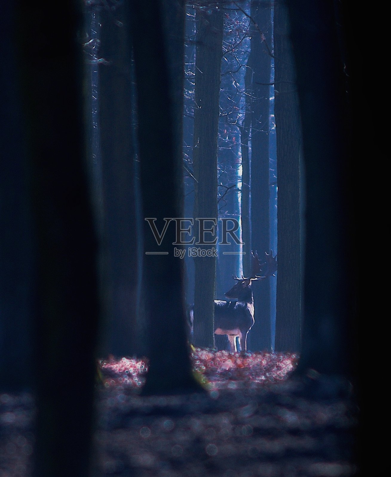 大自然中的鹿照片摄影图片