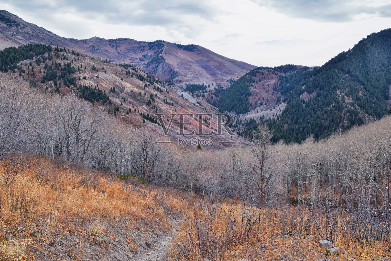 徒步小径上的峡谷秋叶山景，位于美国犹他州照片摄影图片