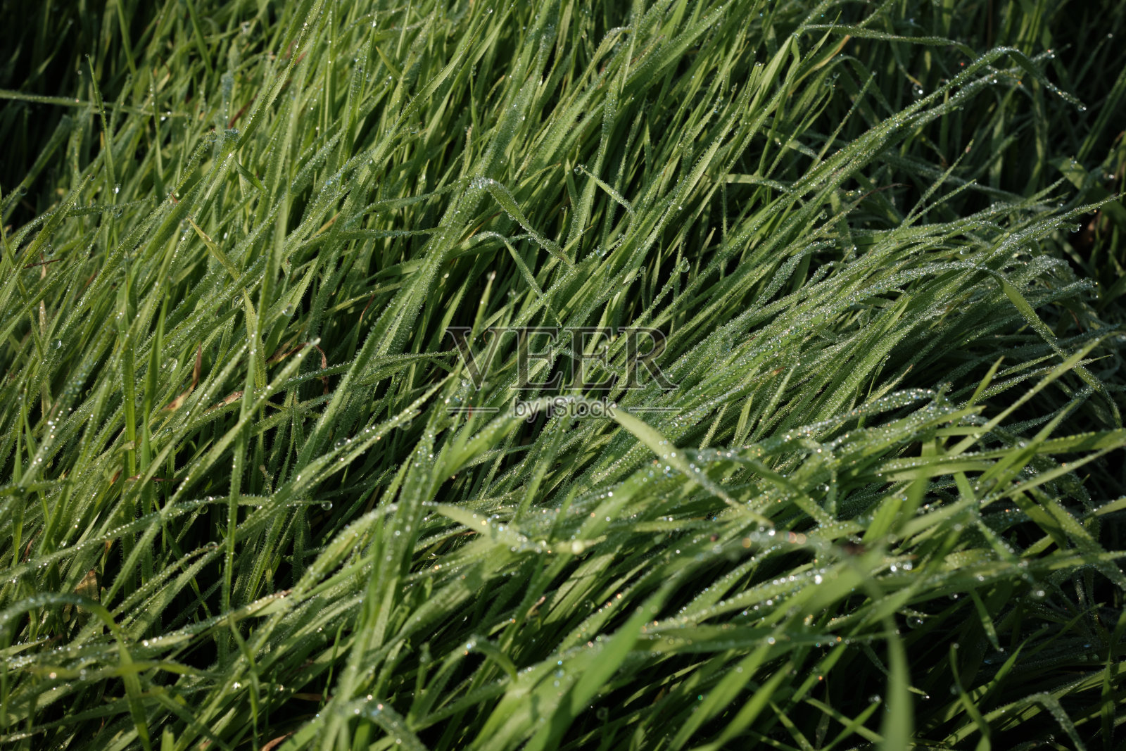 草与露水照片摄影图片