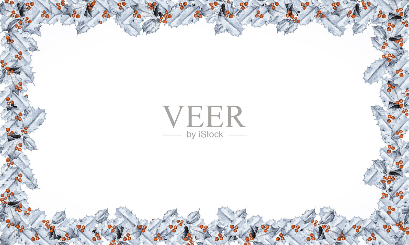 在白色背景上的冬青叶子和浆果的框架边界照片摄影图片