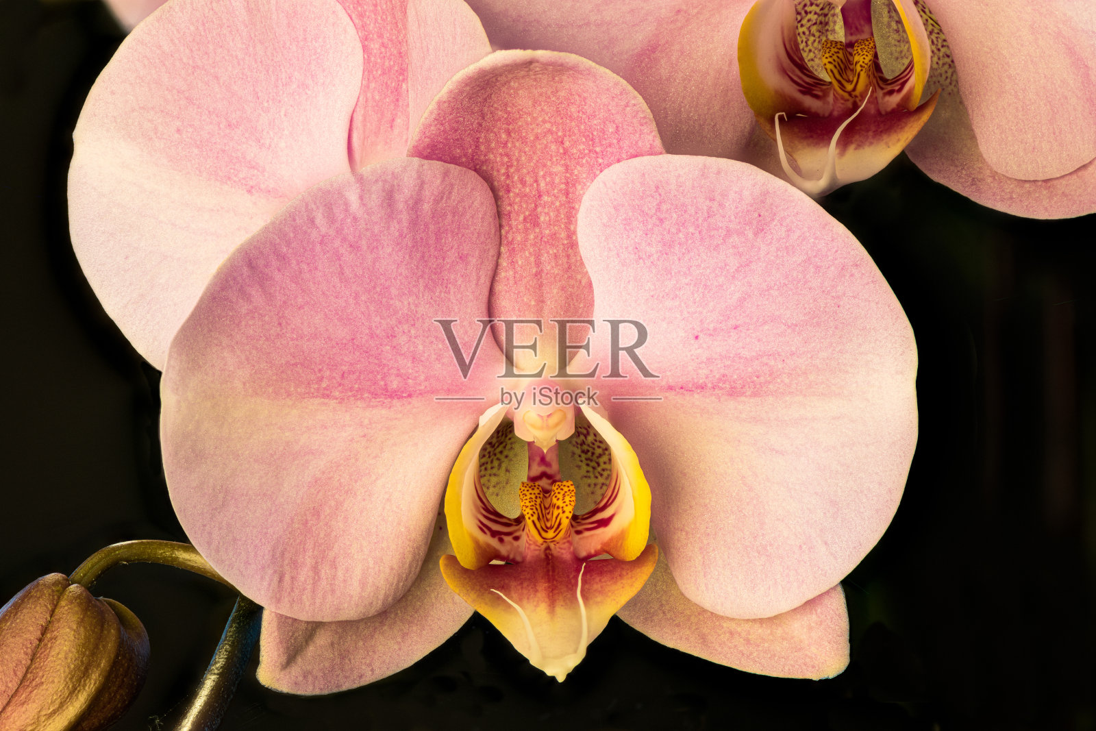 粉色兰花照片摄影图片