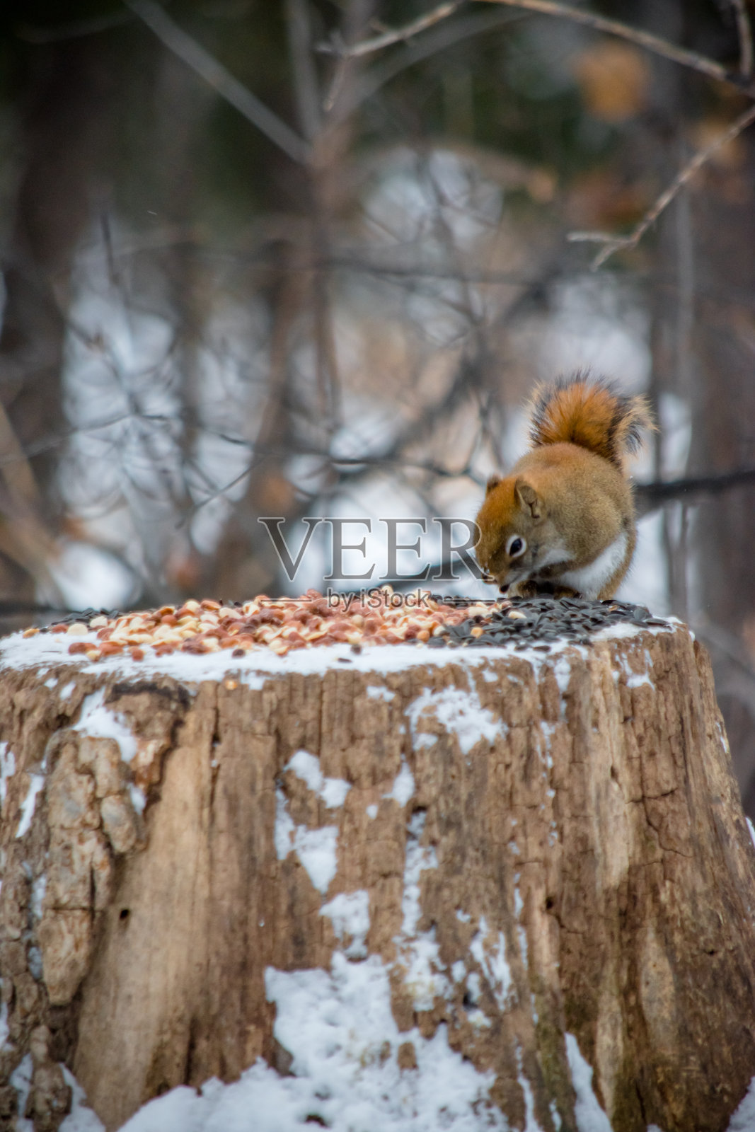 嗅嗅和抓取照片摄影图片