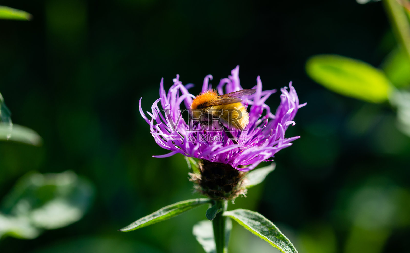 近距离观察，一只蜜蜂停在一棵紫罗兰花上采集花粉照片摄影图片