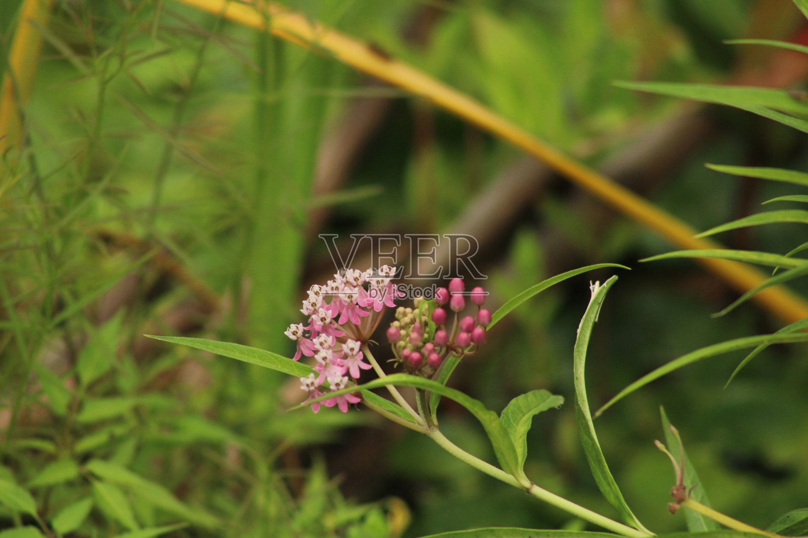 愉快的照片摄影图片