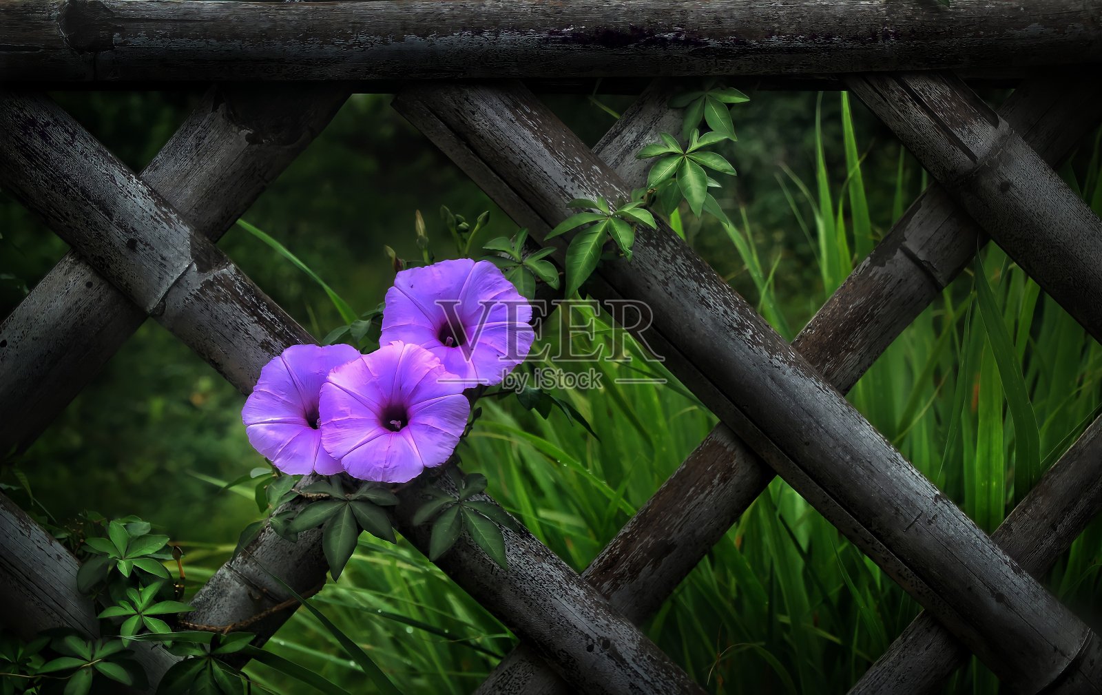 背景照片摄影图片
