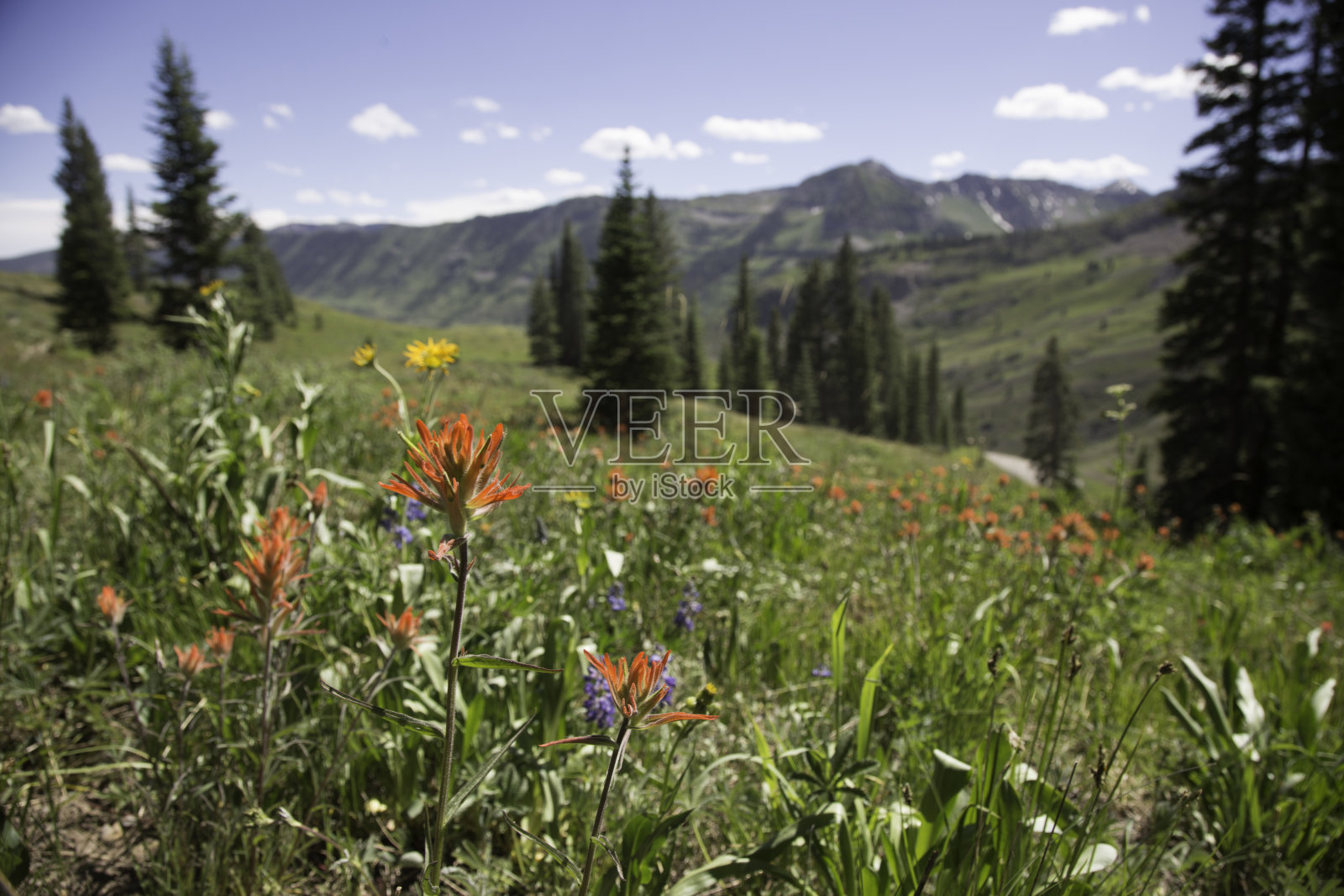 野花山景照片摄影图片