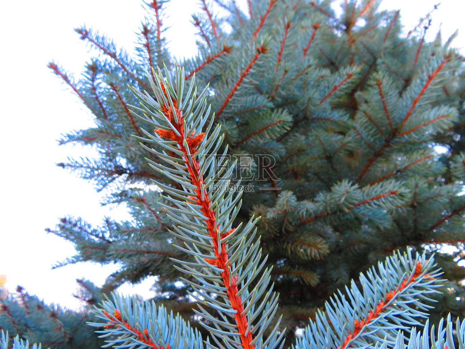 常绿乔木照片摄影图片