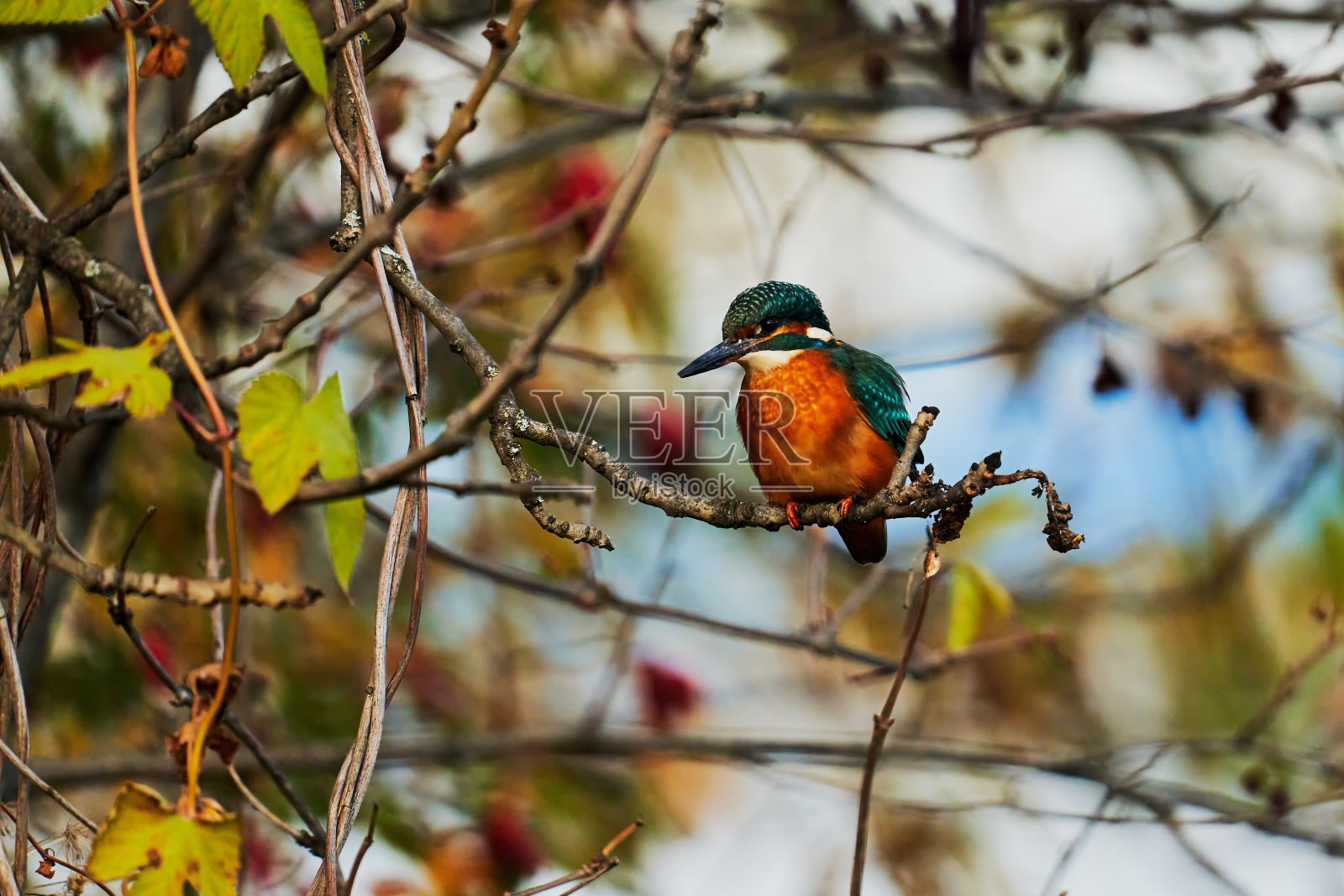 翠鸟的肖像照片摄影图片