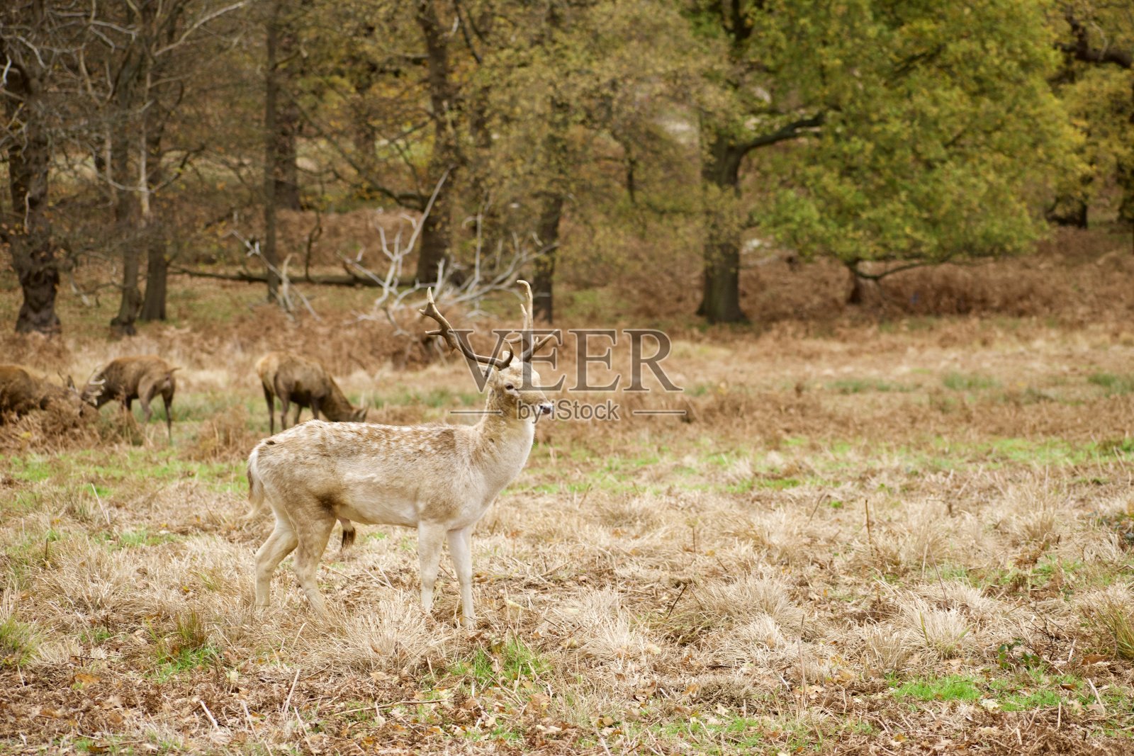 野生动物在它们的栖息地照片摄影图片