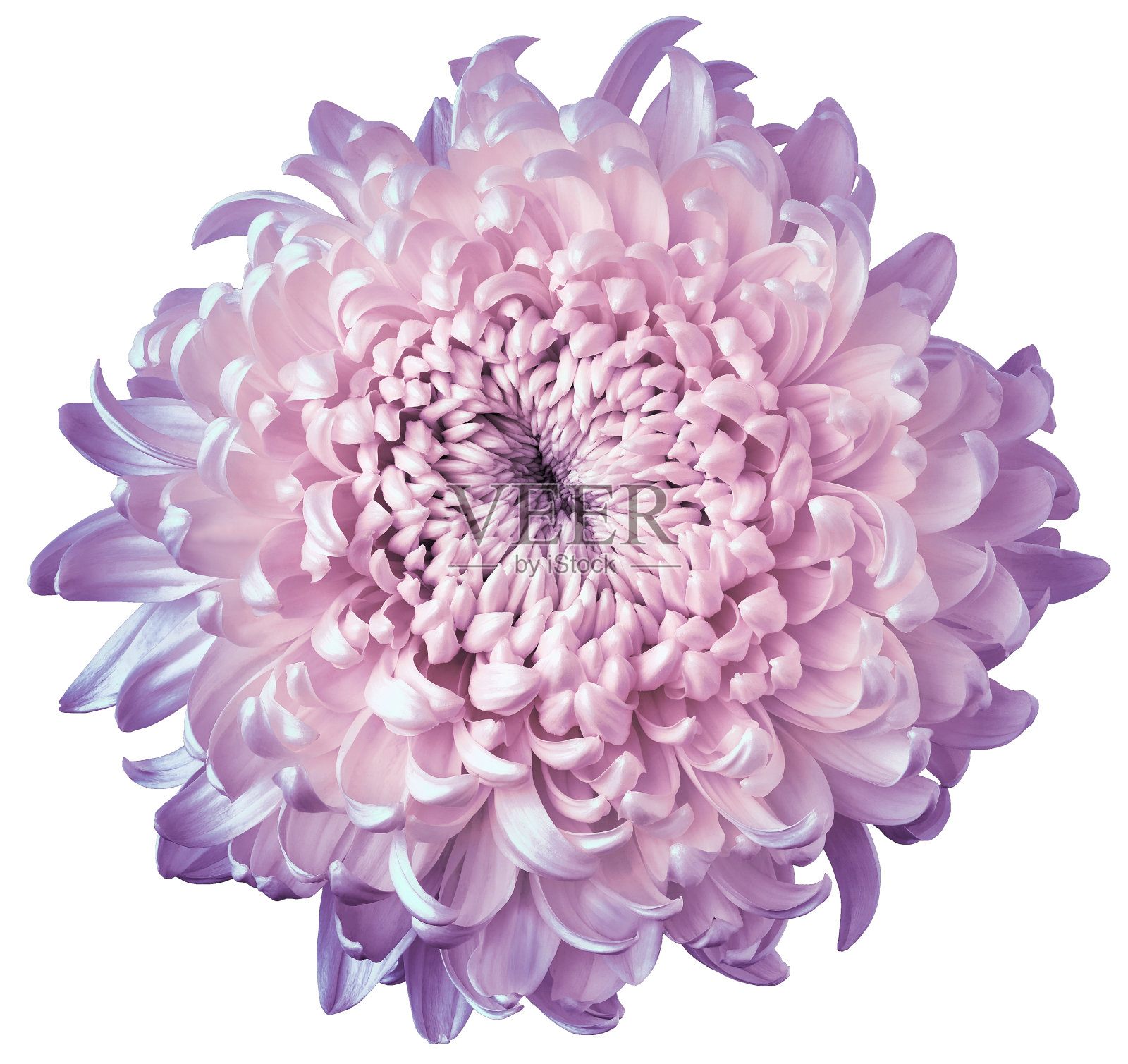 孤立在白色背景上的紫粉色菊花。为设计。清晰的焦点。特写镜头。照片摄影图片