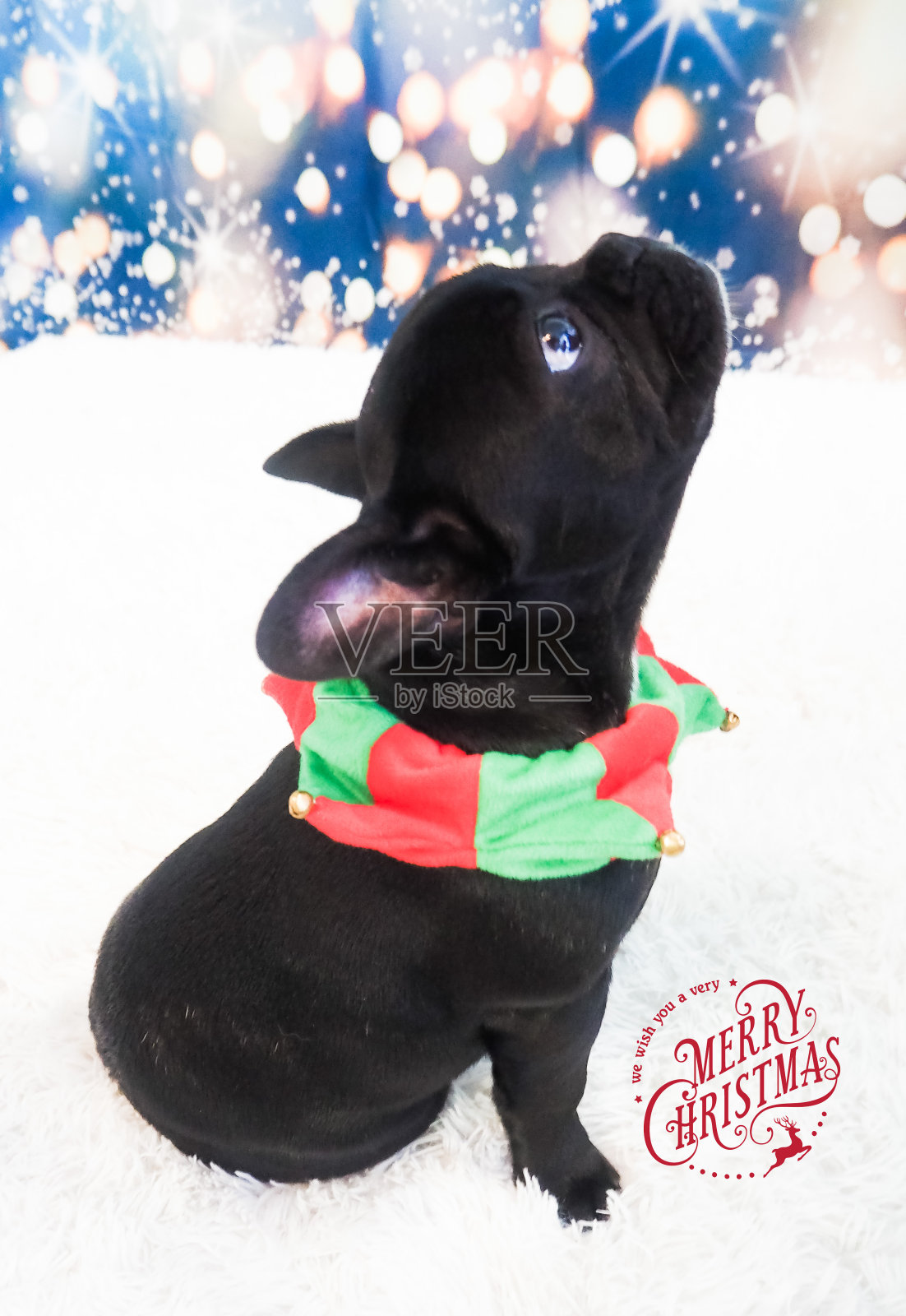 圣诞节下文小狗照片摄影图片