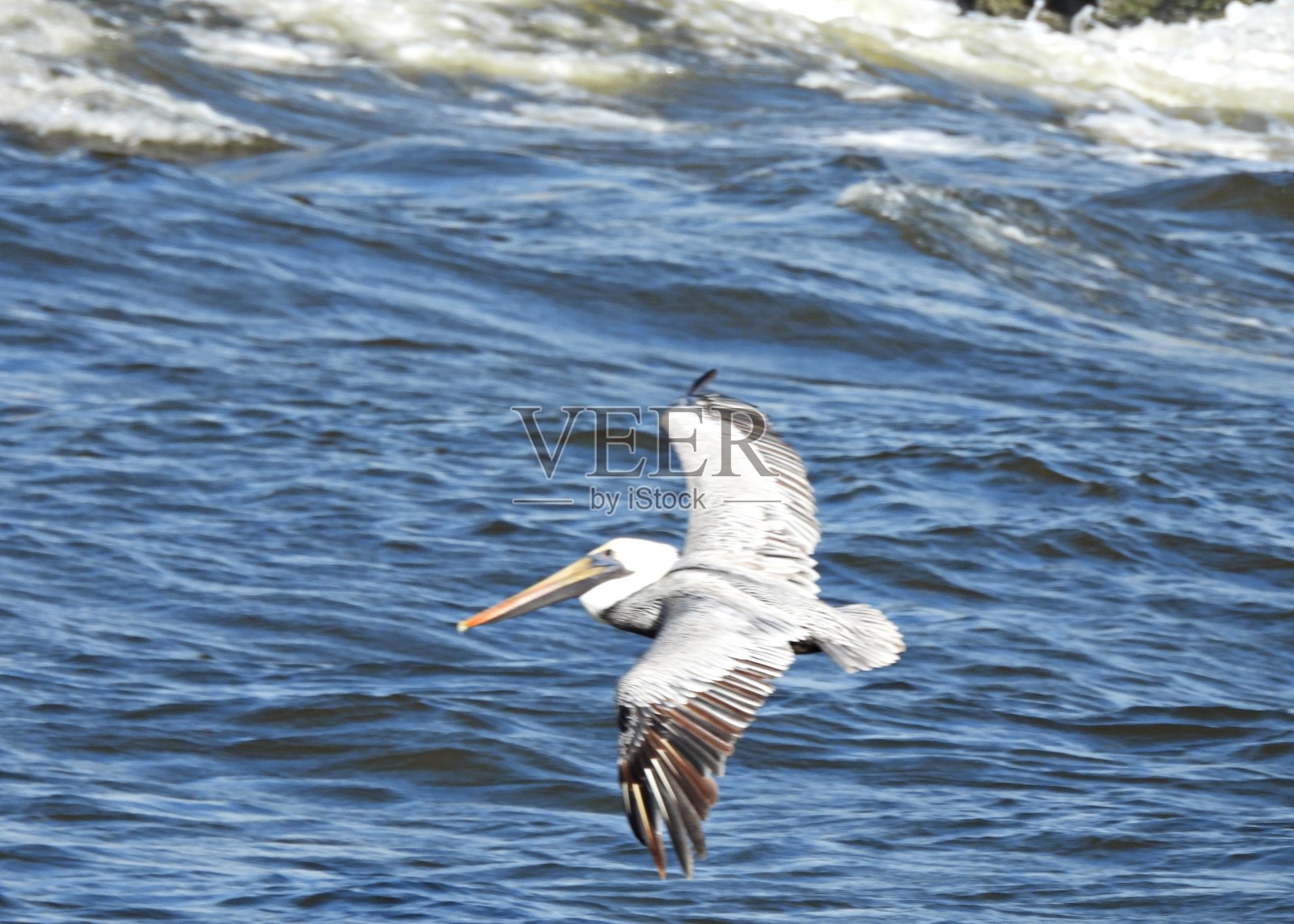 在佛罗里达湾上空飞行的褐鹈鹕(西鹈鹕)照片摄影图片