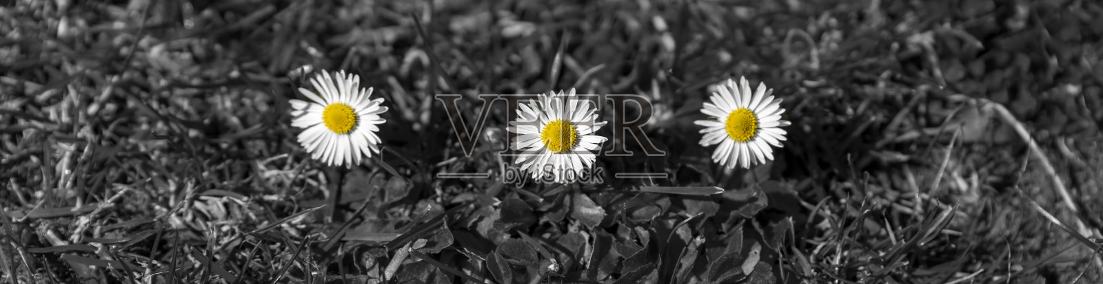 英国花园草坪上的雏菊照片摄影图片