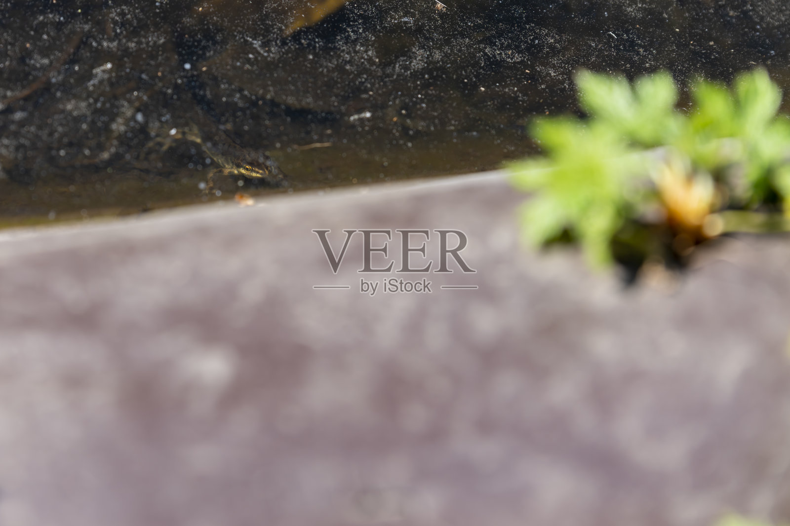 花园池塘里的蝾螈照片摄影图片