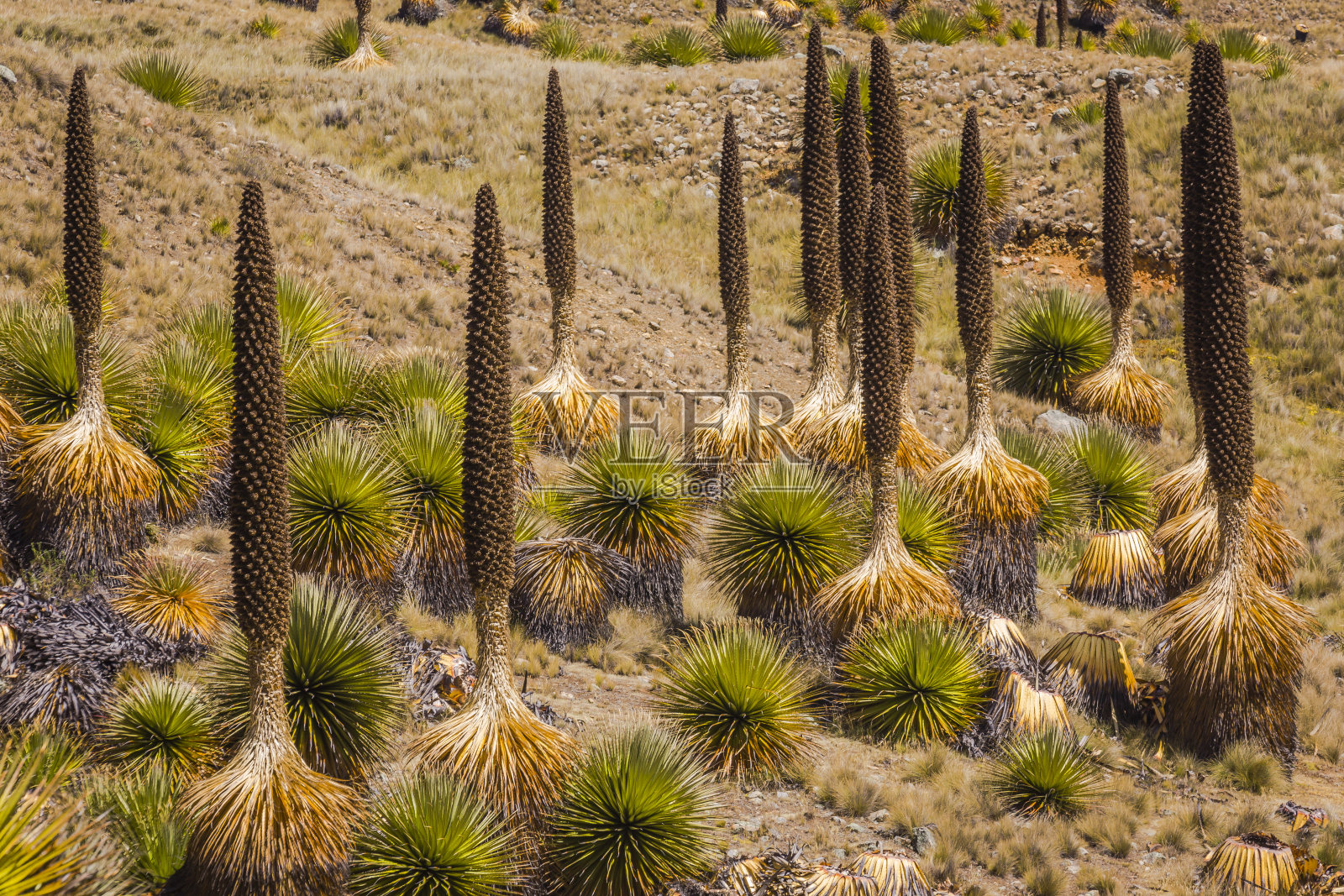 雷蒙迪普雅植物和卡尔帕山谷 - 安卡什秘鲁安第斯山脉照片摄影图片