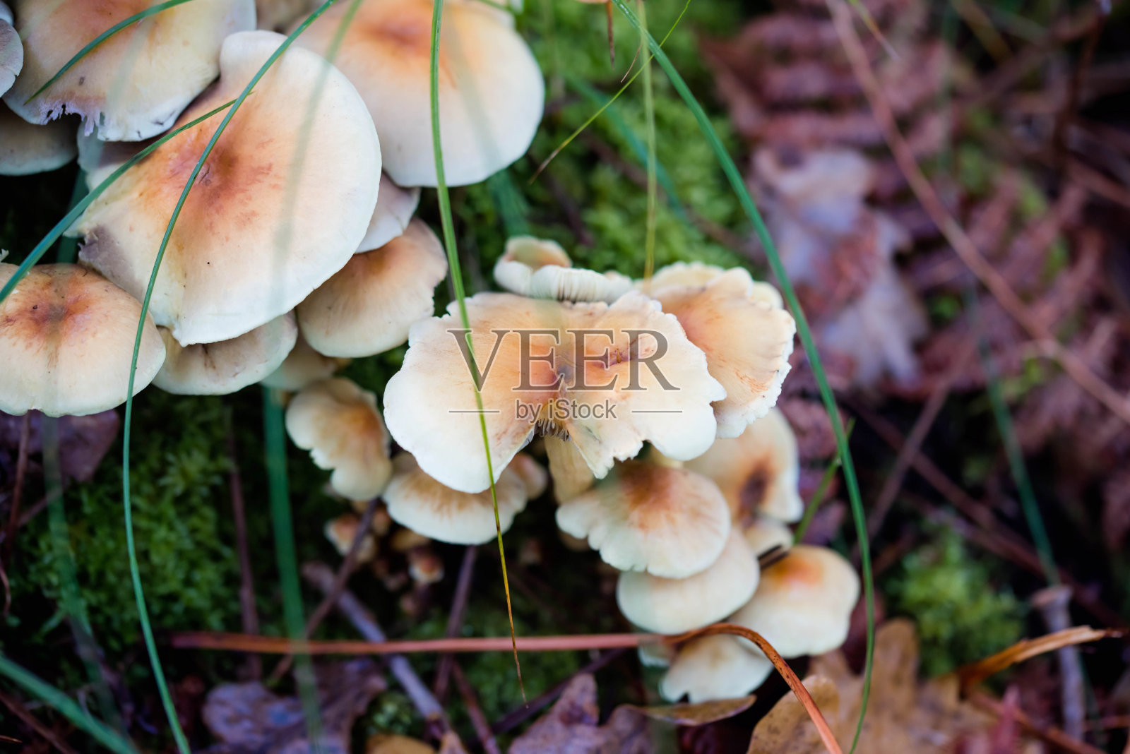 几只蘑菇生长在森林里照片摄影图片