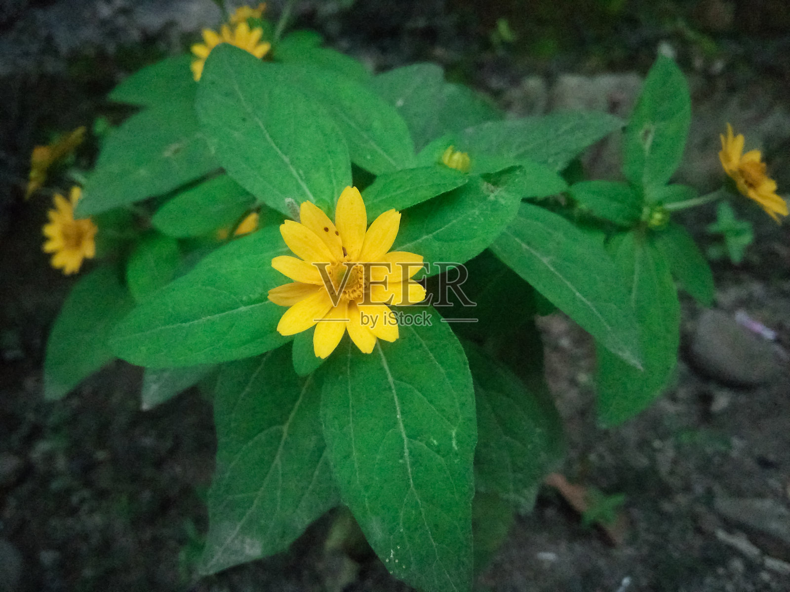 黄色纸花的美丽。叶的背景。照片摄影图片