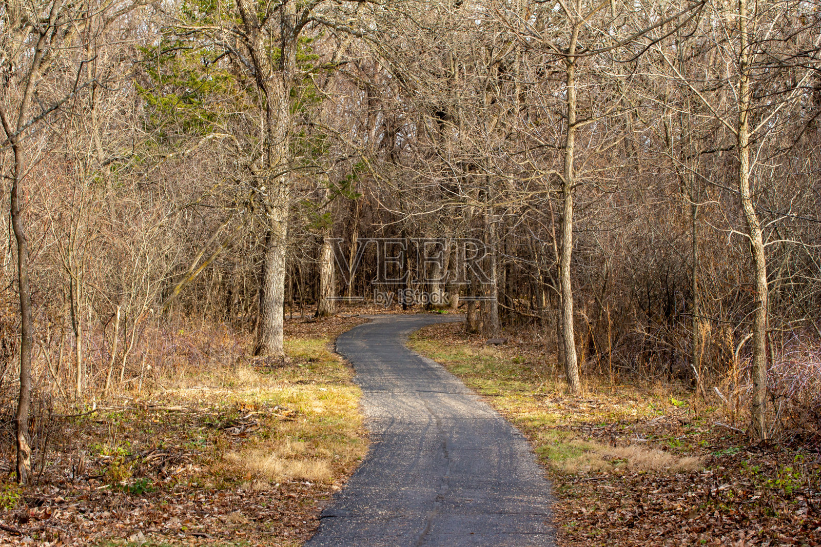 秋天的风景，林地与柏油路铺设的小径照片摄影图片