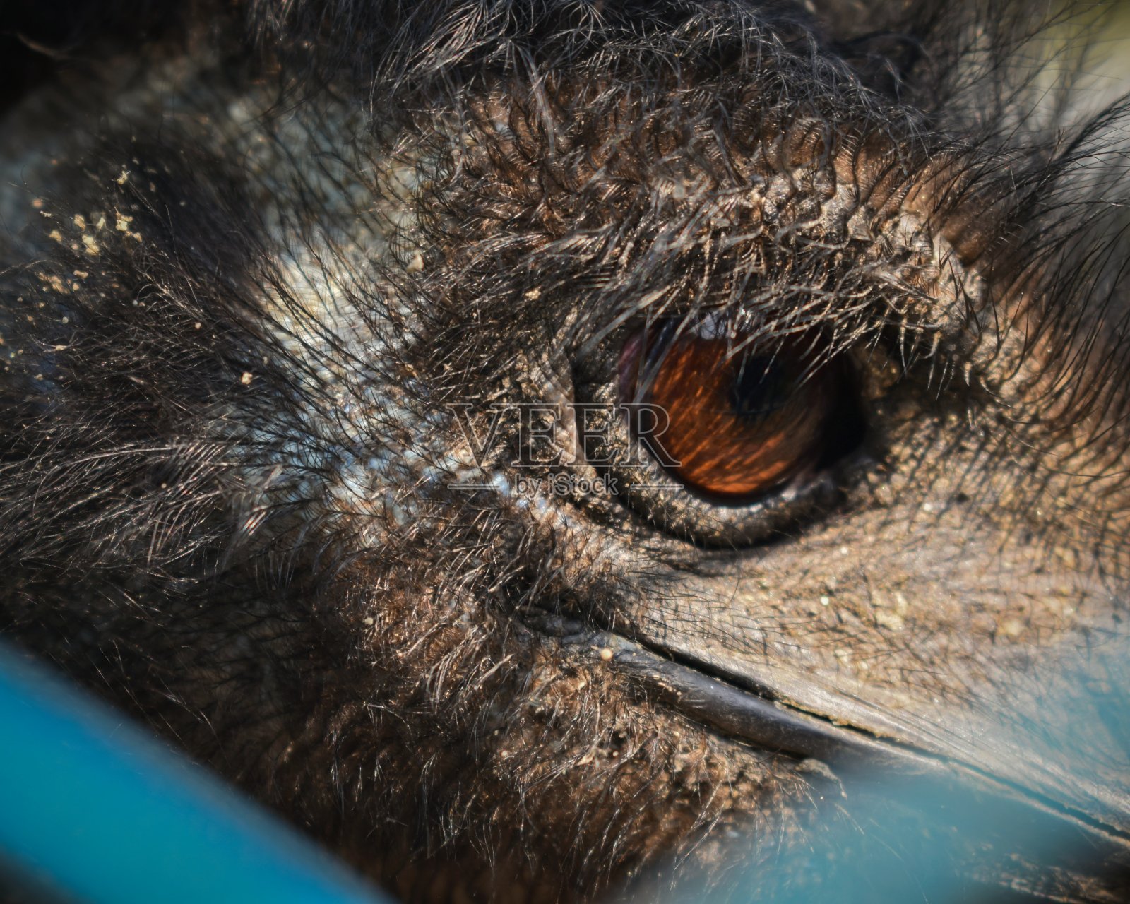 鸸鹋照片摄影图片