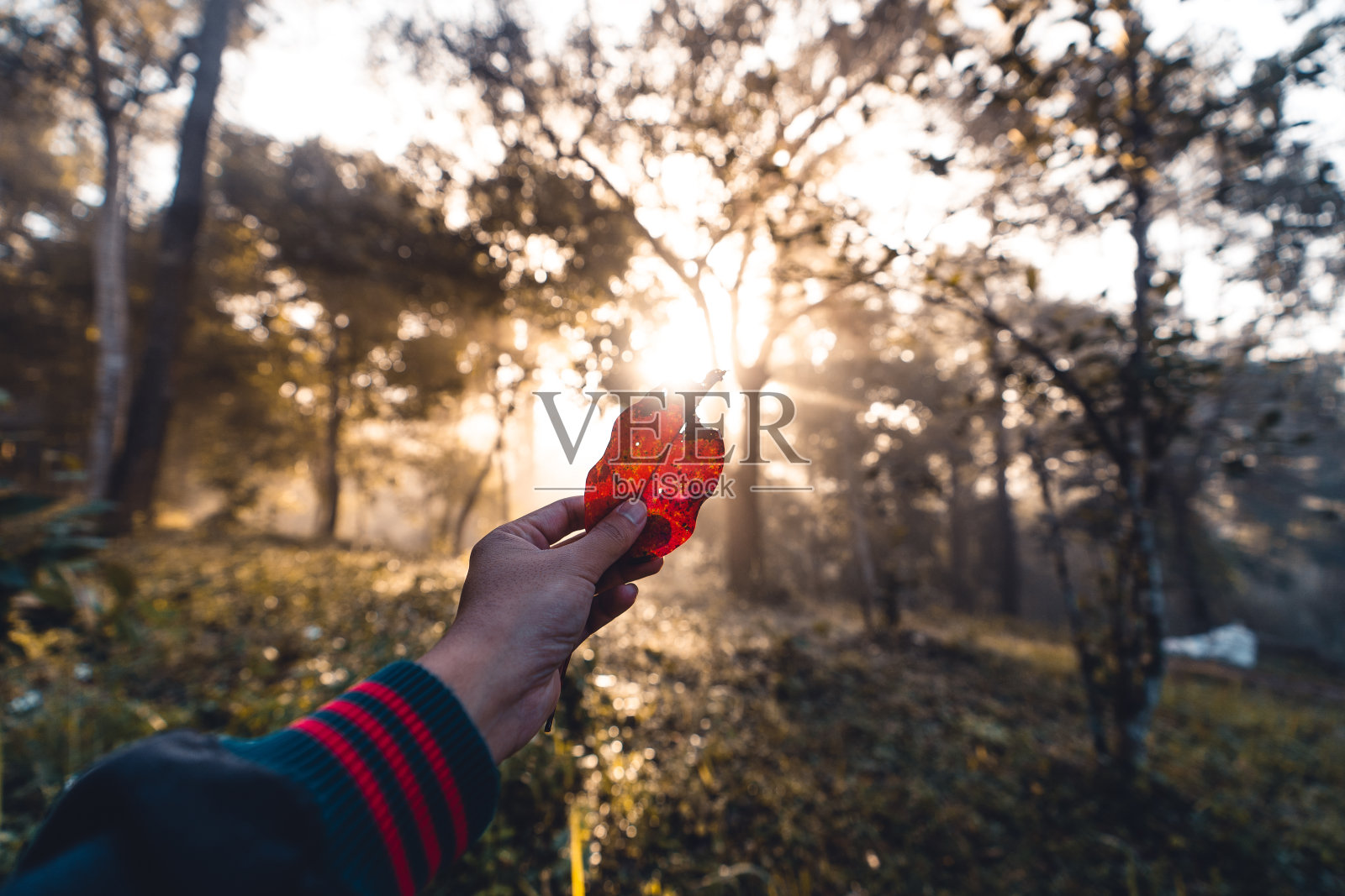 森林的阳光在早晨，绿色和雾。森林的入口照片摄影图片