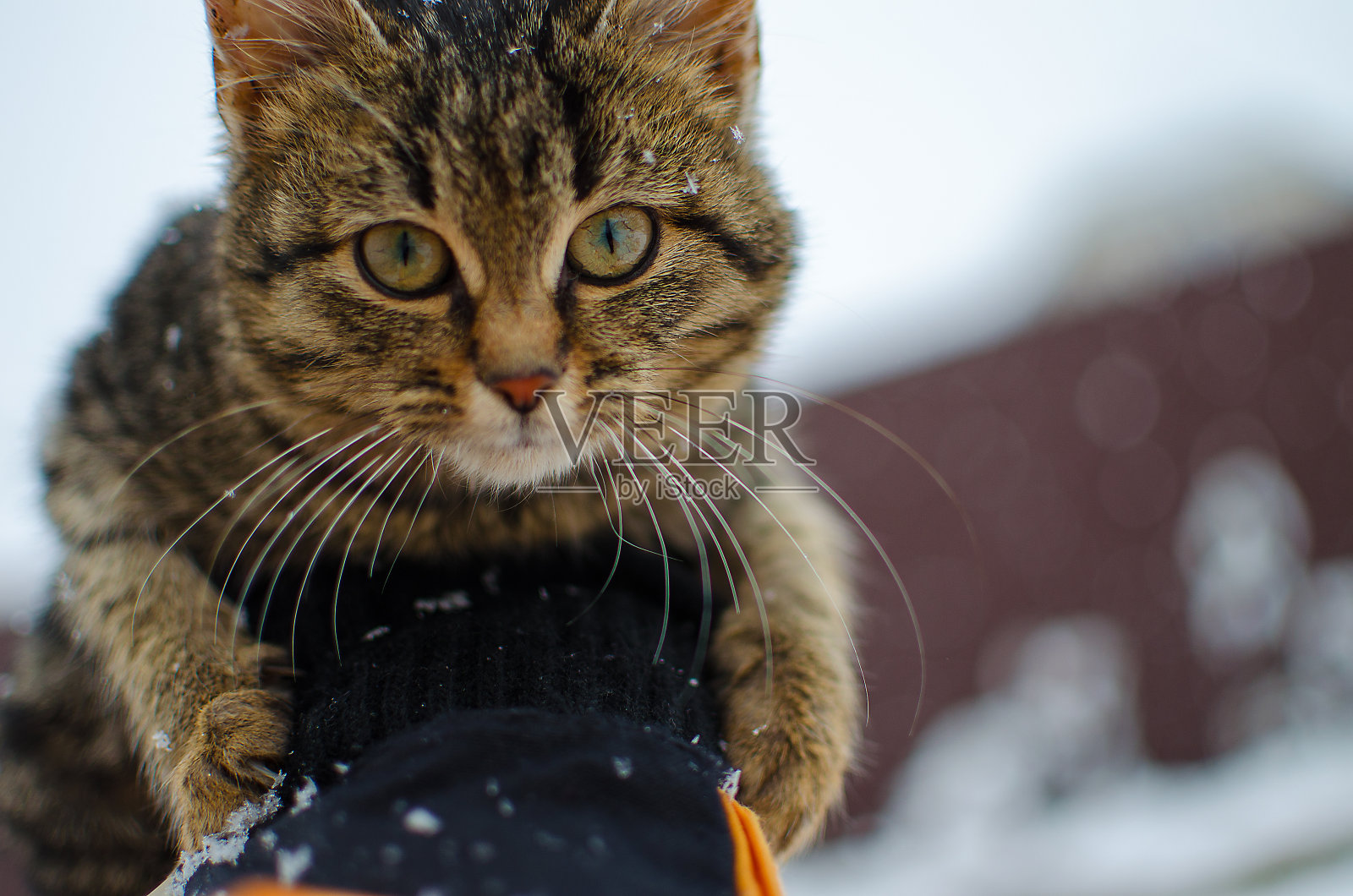 一只小猫在新鲜的空气和雪地里散步照片摄影图片