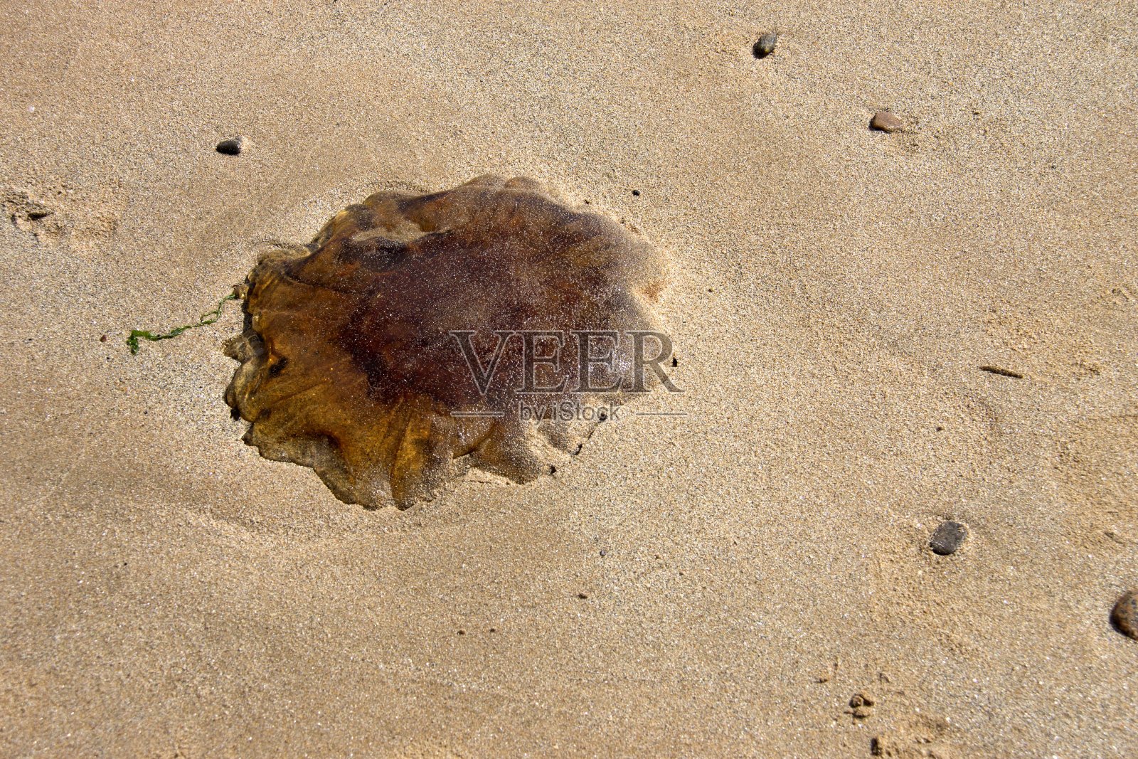海滩上的水母照片摄影图片