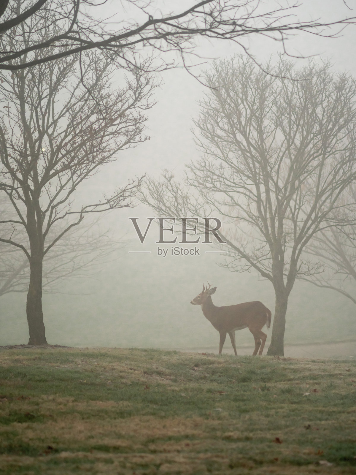 雾中的鹿照片摄影图片