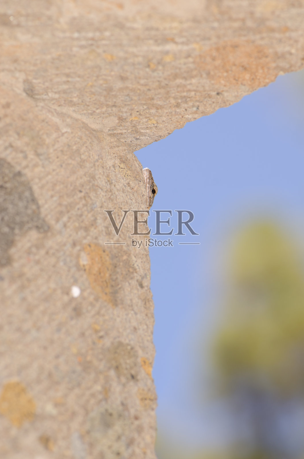 大加那利群岛的巨型蜥蜴把头伸到窗边。照片摄影图片