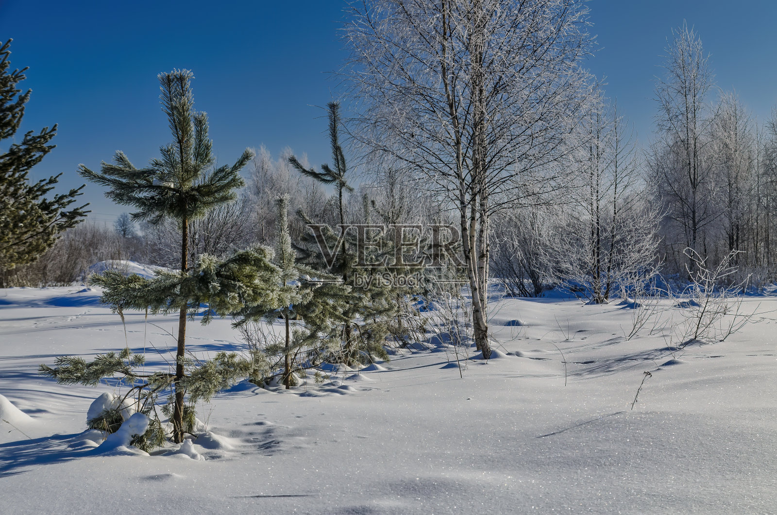 冬天的景色，树木被雪覆盖照片摄影图片