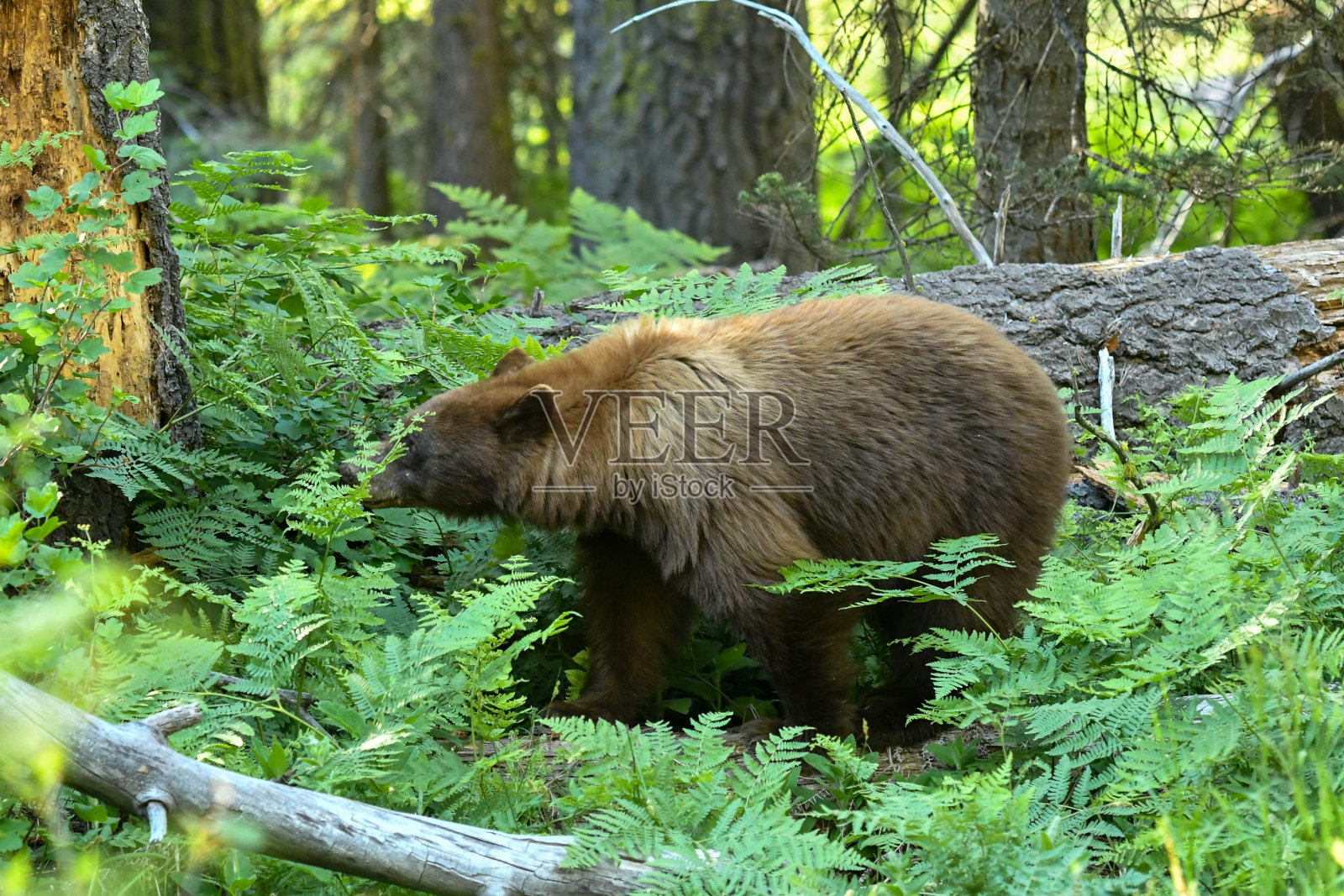 红杉国家公园的熊照片摄影图片
