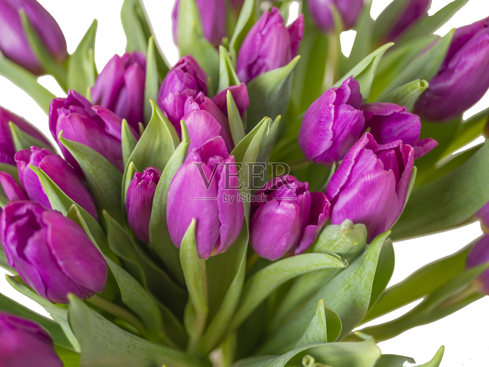 许多黄色的郁金香照片摄影图片