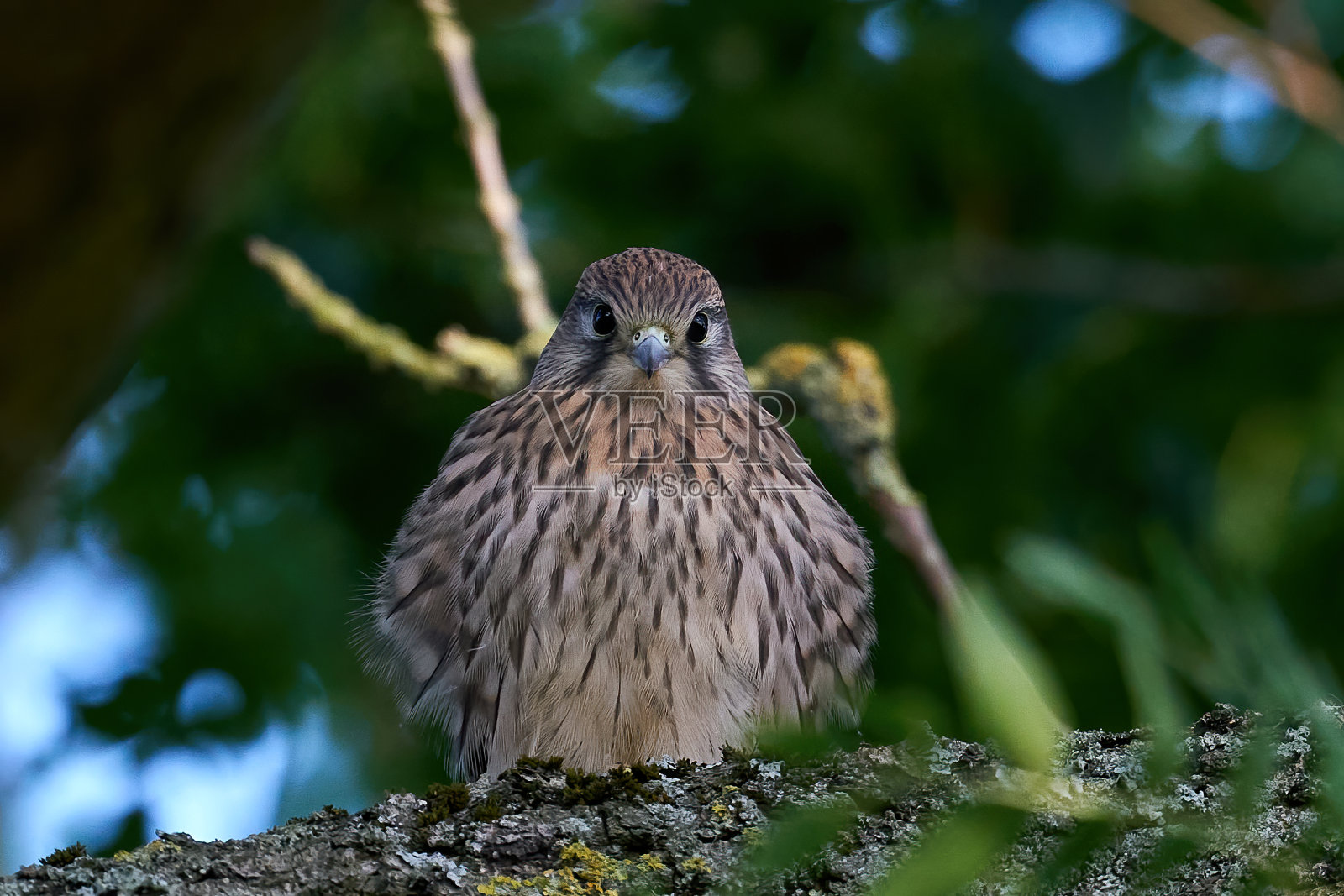 普通kestrel (Falco tinnunculus)照片摄影图片