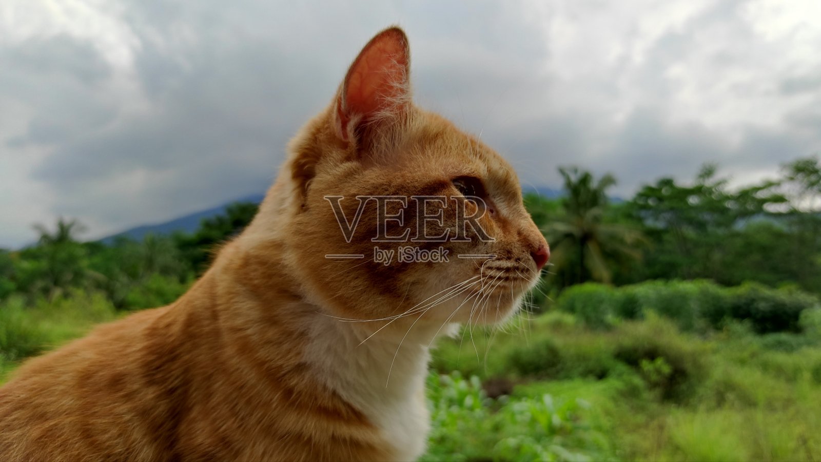 橙色的猫照片摄影图片