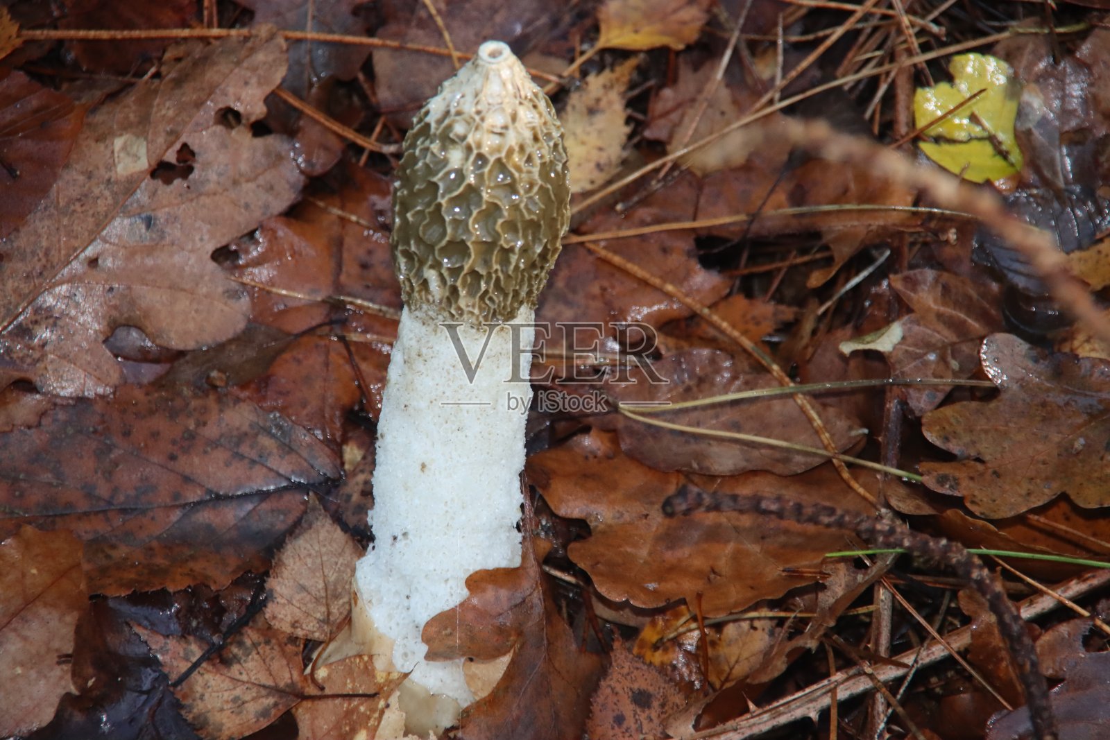 impudicus阳具，俗称臭角照片摄影图片